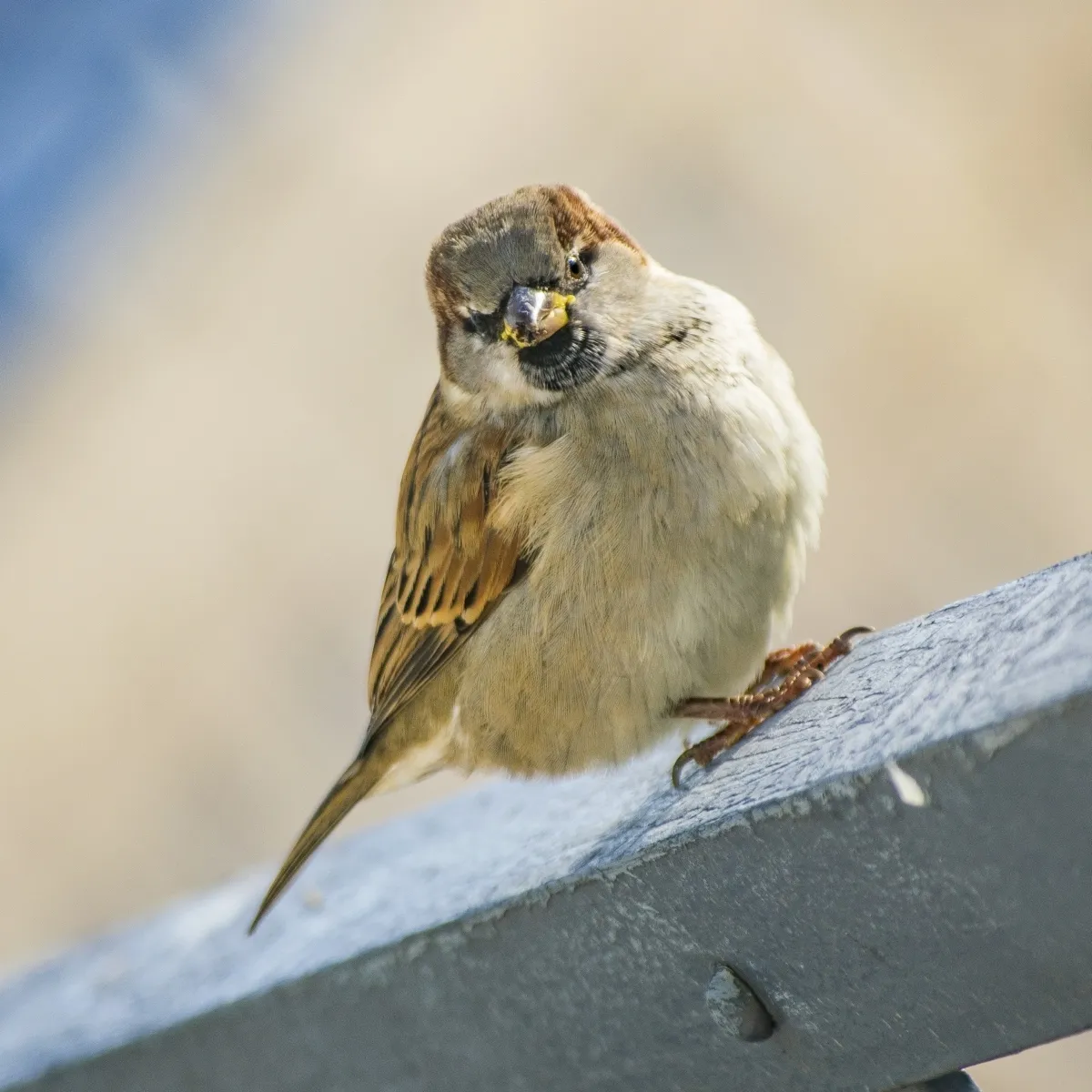 Sparrow perched on a pale railing